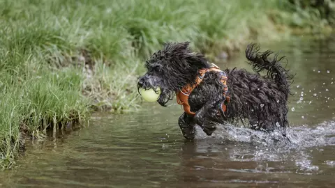 Dog jumping out of water with tennis ball in mouth
